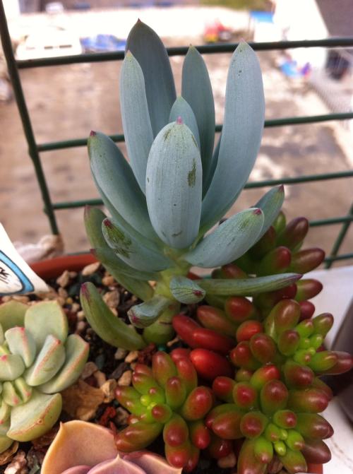 ÐÂÏçÊÐÈËÃñ¼ì²ìÔºÒÀ·¨¶ÔÊÍÓÀÐÅÅú×¼´þ²¶