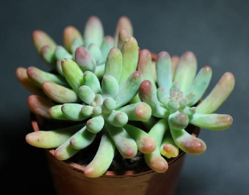 Êг¡¼à¹Ü×ܾÖ:·¢ÏÖÍøÊÛÏû·ÑÆ·´æÔÚȱÏÝÓ¦Á¢¼´ÕÙ»Ø