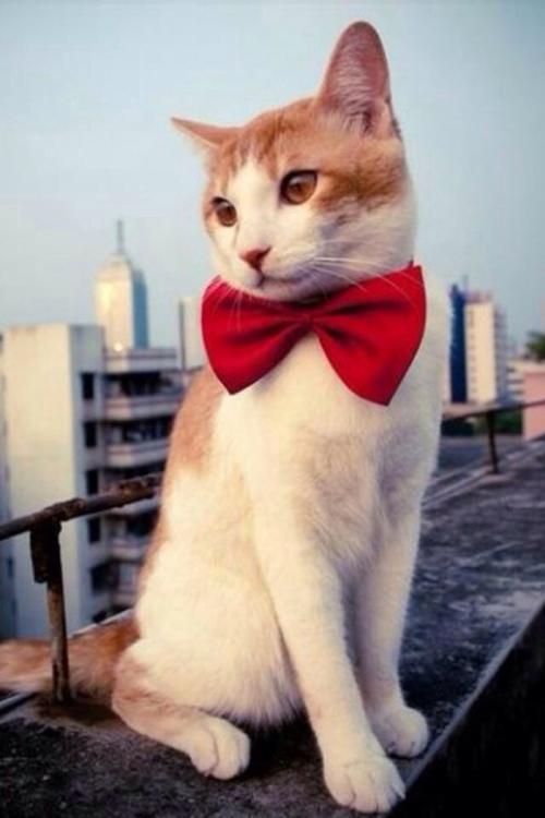 ͨ䲿Сͳ޾Ӫ߲泵ṩ