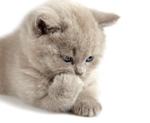 ÐÂÄÜÔ´Æû³µ²¹Ìù±ê×¼ÔÚ2020Äê»ù´¡ÉÏÍËÆÂ20%