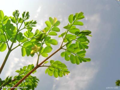 Сѧʱż ׶԰Ԫʱͣ԰