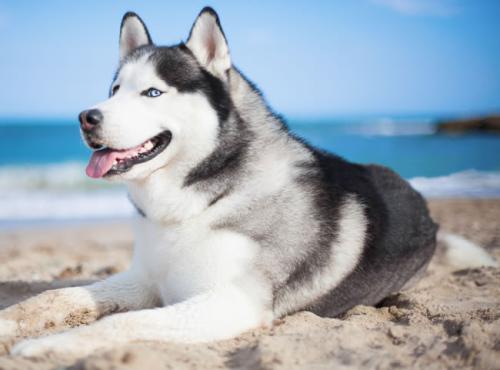 ³¬³¤¼ÙÆÚ¼¤»îÈ«ÓòÂÃÓÎ ÎÄÂÃÏû·ÑÓÐÍûÔÙ´´Ð¸ß