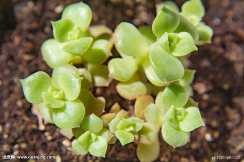 ·¨¹úÖøÃû·þ×°Éè¼ÆÊ¦Æ¤¶û¡¤¿¨µ¤ÊÅÊÀ ÏíÄê98Ëê